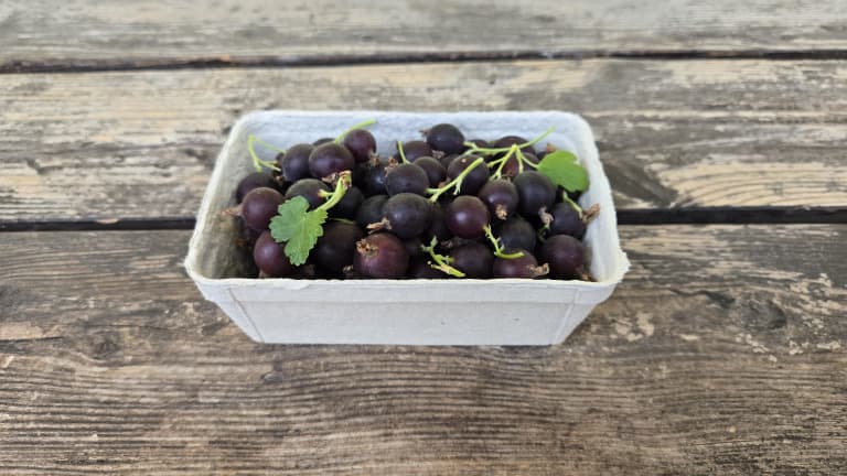 Bio Jostabeeren