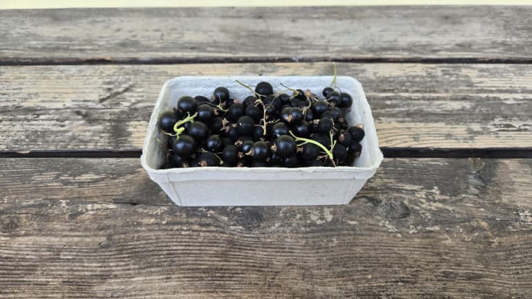 Bio Ribisel schwarz (Johannisbeere)
