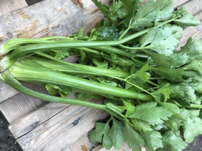 Bio Stangensellerie von Gärtnerei Fleischhacker