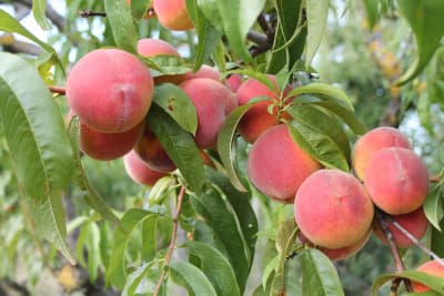Pfirsich von Obstbau Samm