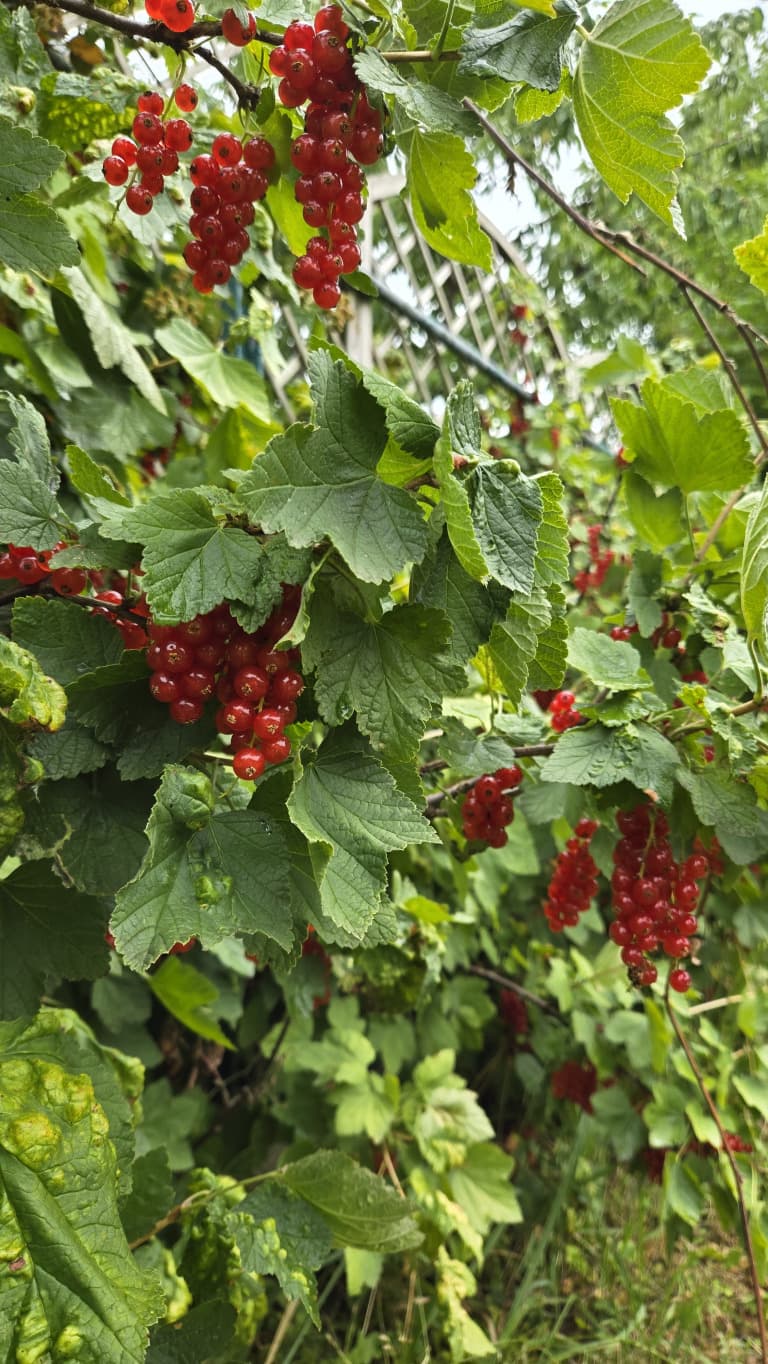 Bio Ribisel rot (Johannisbeere)