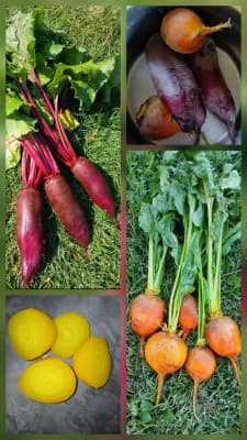 Rote und Gelbe BIO Rüben gemischt, 1 kg von Biohof Jungbauer