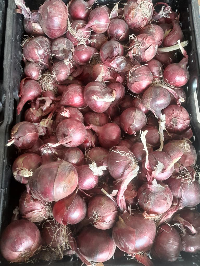 Zwiebel Rot 500g Bio