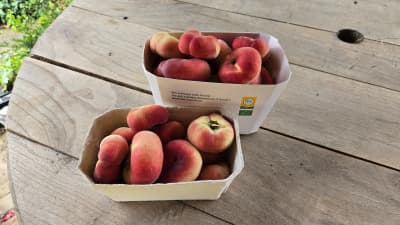 Bio Pfirsiche flach/weißfleischig von Biohof Wechselauer