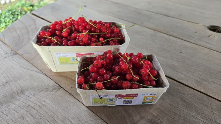 Bio Ribisel rot (Johannisbeere)