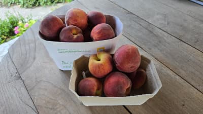 Bio Pfirsiche rund/gelbfleischig von Biohof Wechselauer
