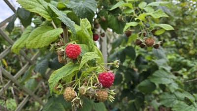 Bio Himbeere von Biohof Wechselauer