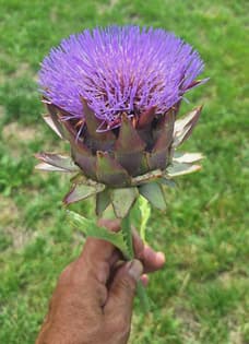 Wunderschöne Bio Artischockenblüte von Luyderer Gemüse