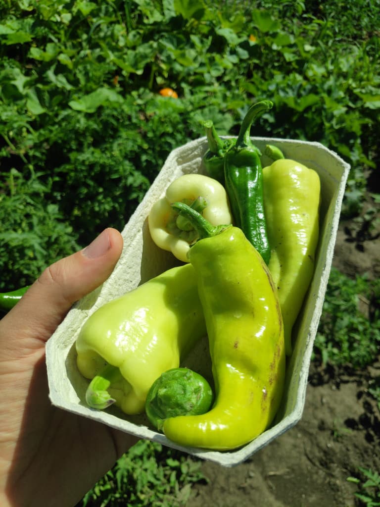 Bio Frühe Paprika Mix Grün & Gelb