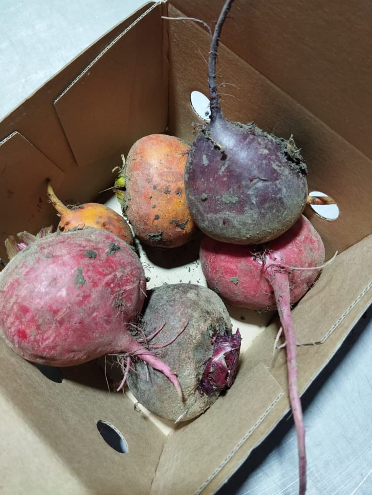 Trio aus Roten Rüben