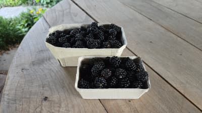 Bio Brombeeren von Biohof Wechselauer