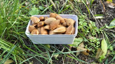 Bio Mandeln mit Schale von Biohof Wechselauer