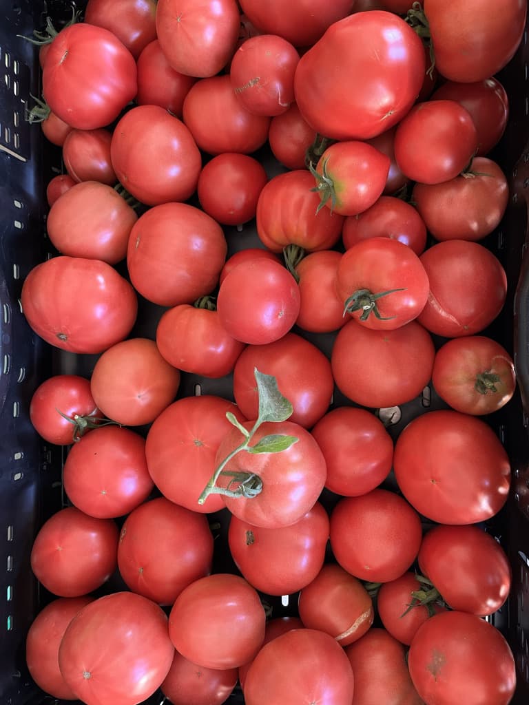 Fleischparadeiser