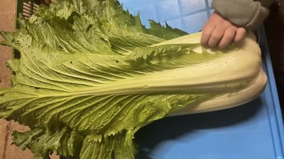 Chinakohl unbehandelt von Linschi's Gemüse