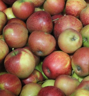 Äpfel Sorte Rubinette Rosso von Obstbau Samm