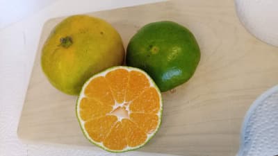 Bio-Mandarine Miyagawa von Bio Orangello