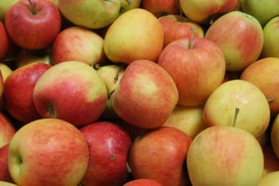 Äpfel Sorte Pinova von Obstbau Samm