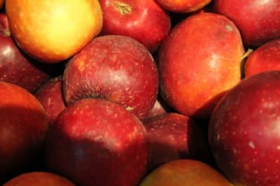 Äpfel Sorte Dalinette von Obstbau Samm