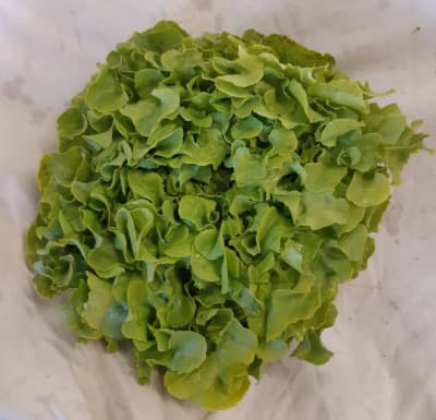 Salat Eichblatt Grün BIO