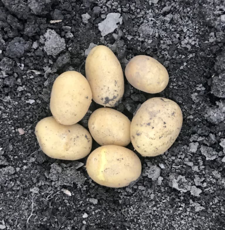 Bio-Erdäpfel Kartoffel Agria