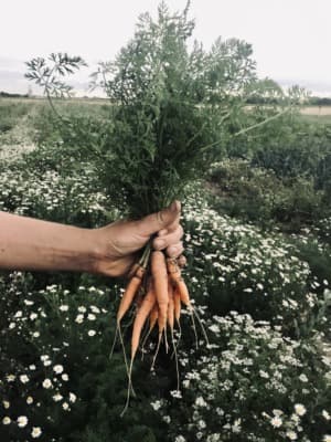 Karotten im Bund