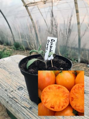 Ochsenherz Orange Fleischtomate Jungpflanze