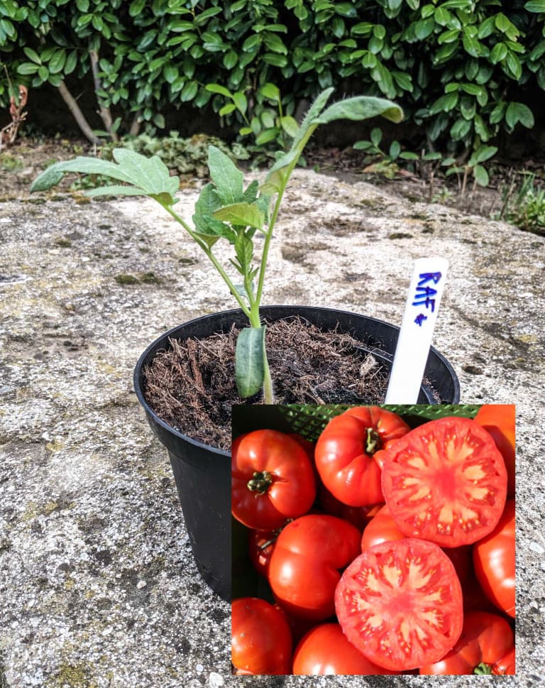 Fleischtomate "Resiste A Fusarium" Tomate Paradeiser Jungpflanze
