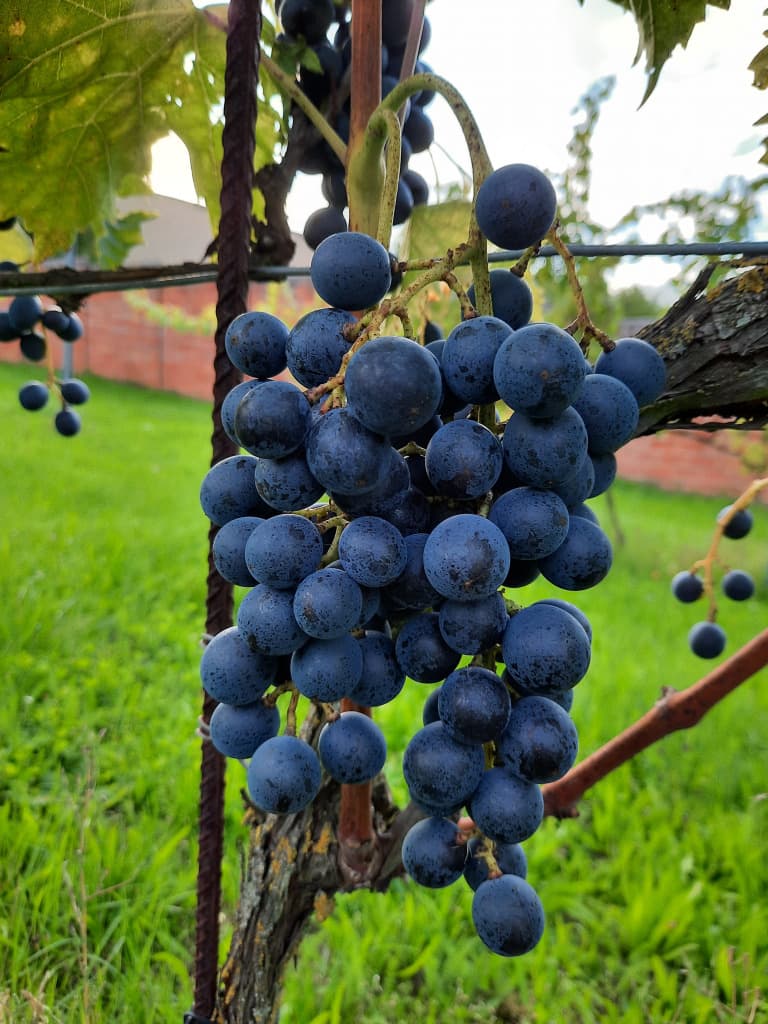 Weinviertler Bio Tafeltrauben (blau/rot)