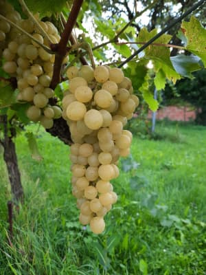 Weinviertler Bio Tafeltrauben (weiße)
