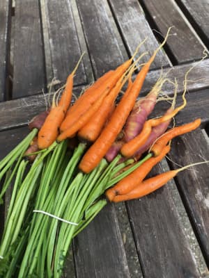 Bio Junge Karotten mit Grün
