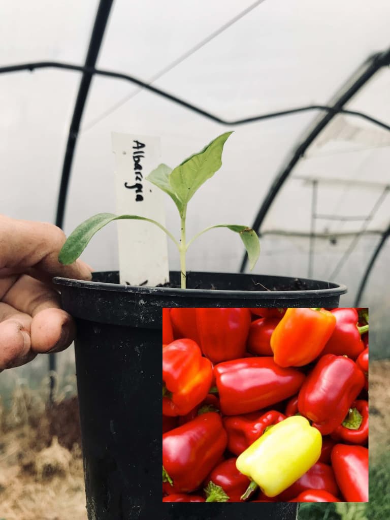 Früher Freiland Blockpaprika Albaregia Jungpflanze