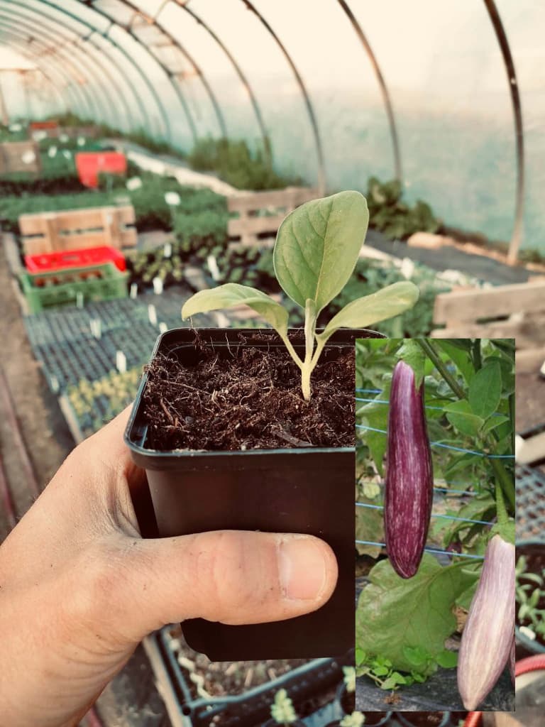 Melanzani violett-weiß marmoriert Tsakoniki Jungpflanze