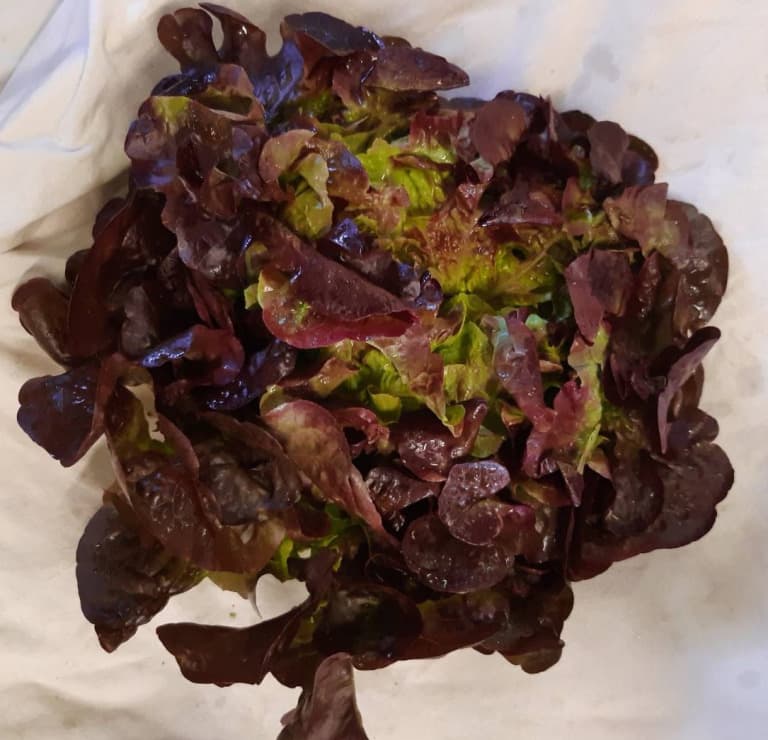 Salat Eichblatt Rot BIO