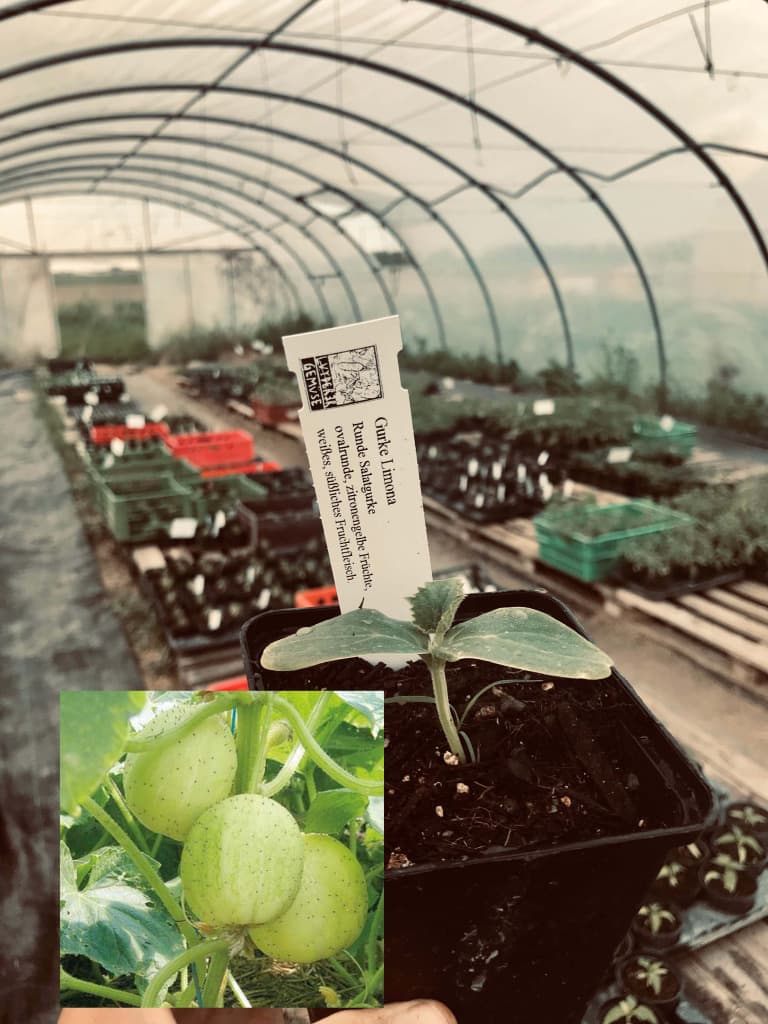 Bio Runde Salatgurke Limona Jungpflanze