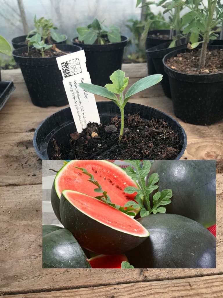 Wassermelone Sugar Baby Jungpflanze