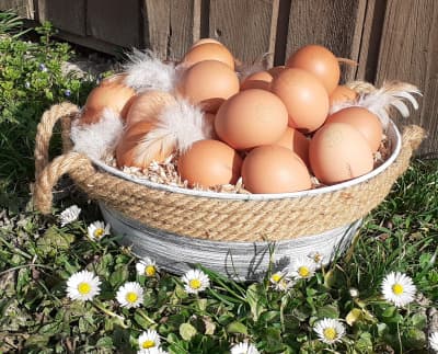 Bio-Weide-Eier aus mobiler Hühnerhaltung, 6 Stück Größe M, mind. 21 Tage Resthaltbarkeit von Biohof Jungbauer