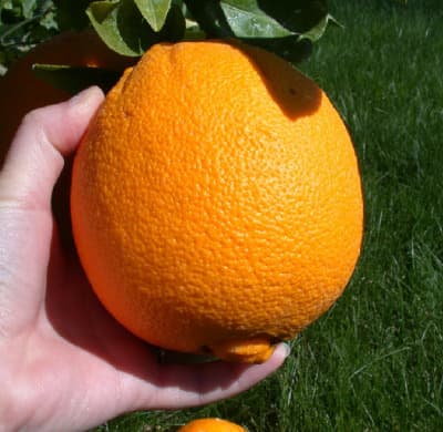 Bio Orange Navel von Bio Orangello
