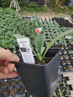 Bio Artischocke Green Globe Jungpflanze von Luyderer Gemüse