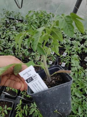 Bio Goldene Königin Robuste Schöne Salatparadeisa Tomate Jungpflanze von Luyderer Gemüse