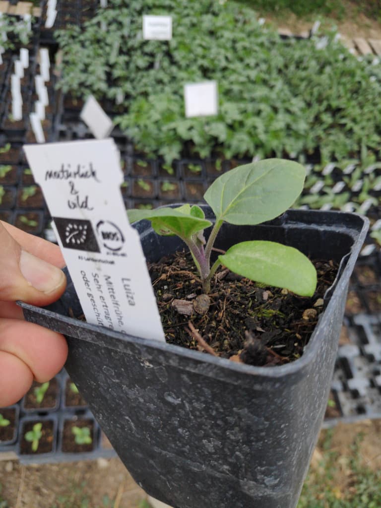 Bio Melanzani "Luiza" dunkelviolett Jungpflanze