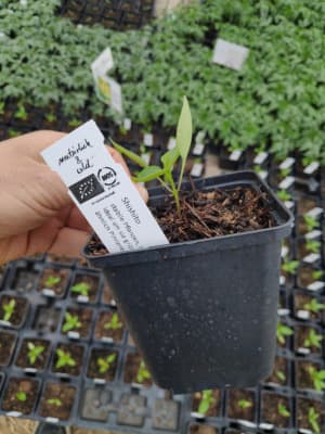 Bio Bratpaprika Grillpaprika "Shishito" Jungpflanze von Luyderer Gemüse
