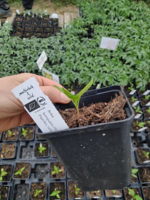 Bio gelbe Spitzpaprika "Anka" Jungpflanze von Luyderer Gemüse