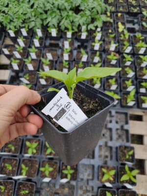 Bio Roter Blockpaprika "Barkan" Jungpflanze von Luyderer Gemüse